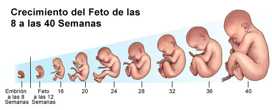 desarrollo feto