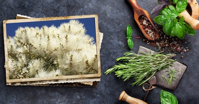 Arbol-del-te-Albero-del-t-1050x550